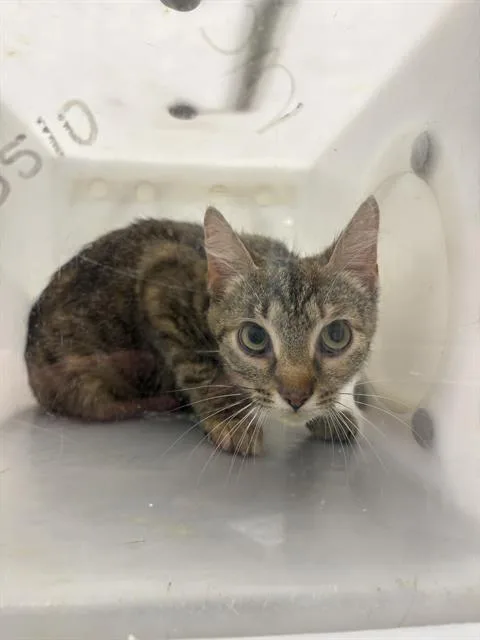 A young small-sized female Domestic Short Hair cat named Mooshroom for adoption in Indianapolis, IN