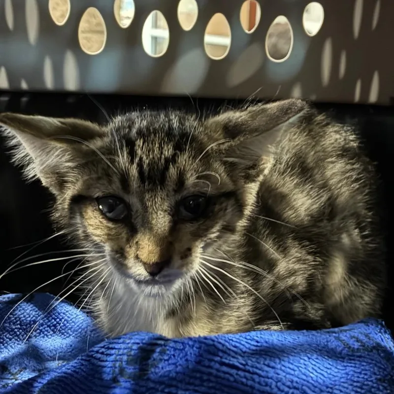 A baby small-sized male Gray / Blue / Silver Domestic Short Hair cat named Oliver for adoption in Yuma, AZ