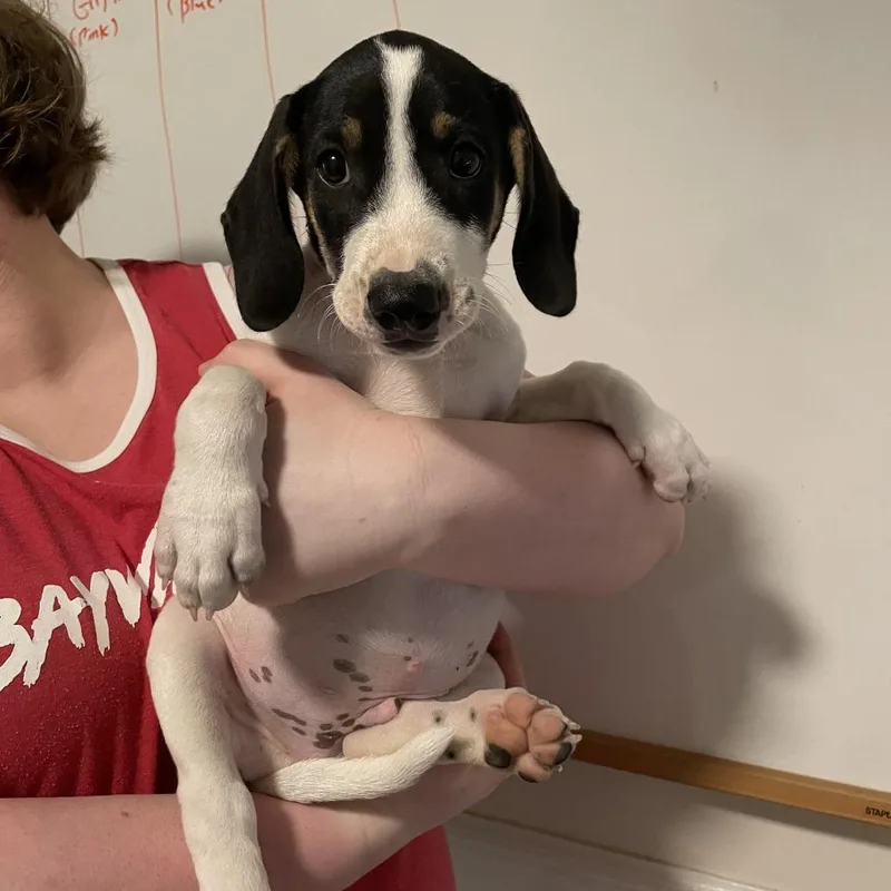 A baby small-sized male Treeing Walker Coonhound dog named CT Lancer for adoption in Eastford, CT