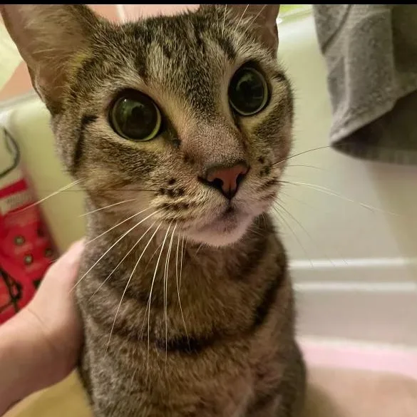 Miss Lady thumbnail 2