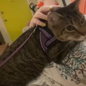 Miss Lady thumbnail 3