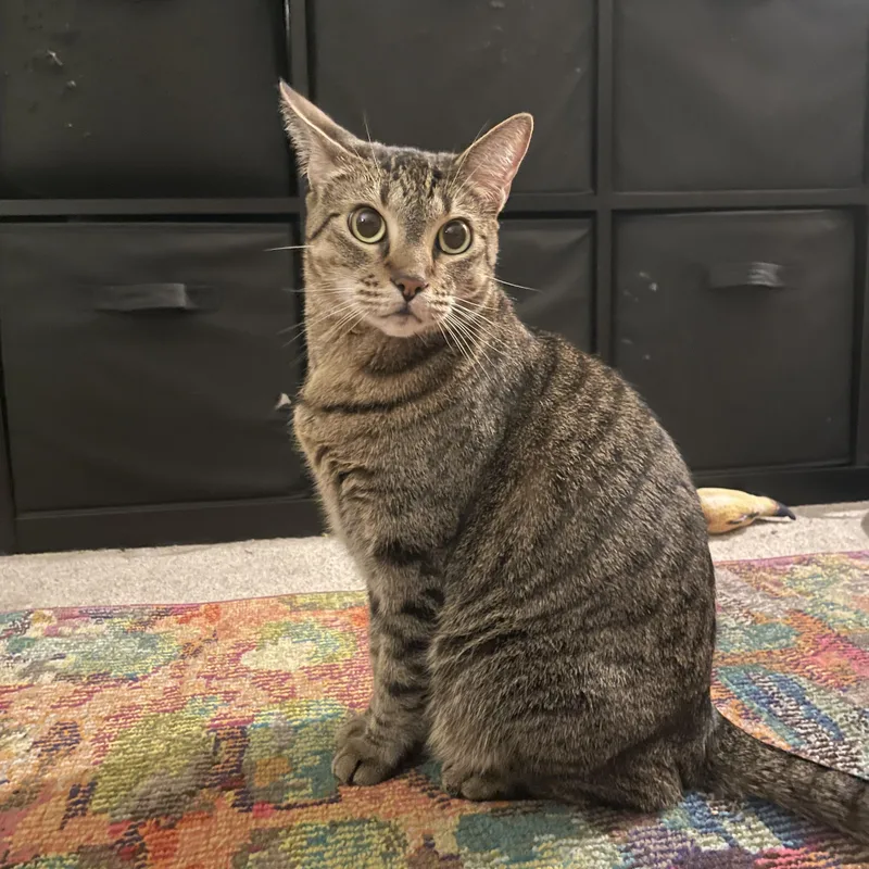 Miss Lady thumbnail 4