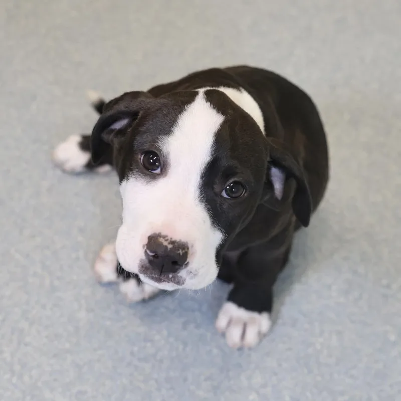 A baby small-sized male Black Hound dog named Oreo for adoption in Briarcliff Manor, NY