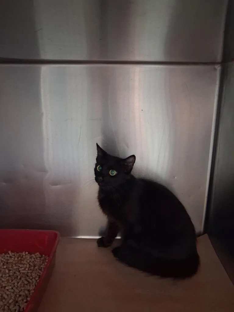 A baby large-sized female Domestic Short Hair cat named Dumpling for adoption in Cartersville , GA