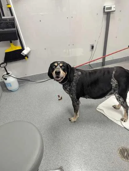 An adult large-sized female Mixed Breed dog named Fiona for adoption in Sevierville, TN