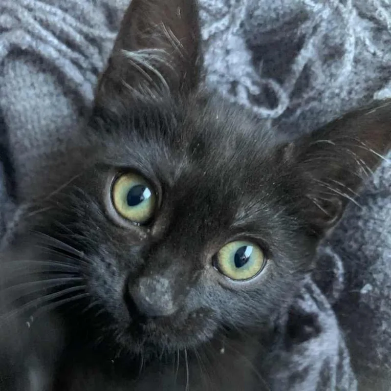 An adult small-sized male Black Domestic Short Hair cat named Baddy for adoption in Grantsville, UT