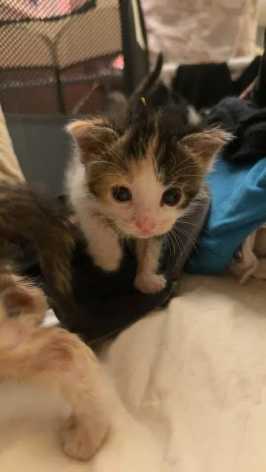 A baby medium-sized female Domestic Short Hair cat named Churro for adoption in Clinton Township, MI
