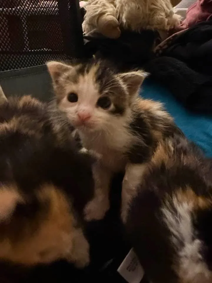 Churro thumbnail 3
