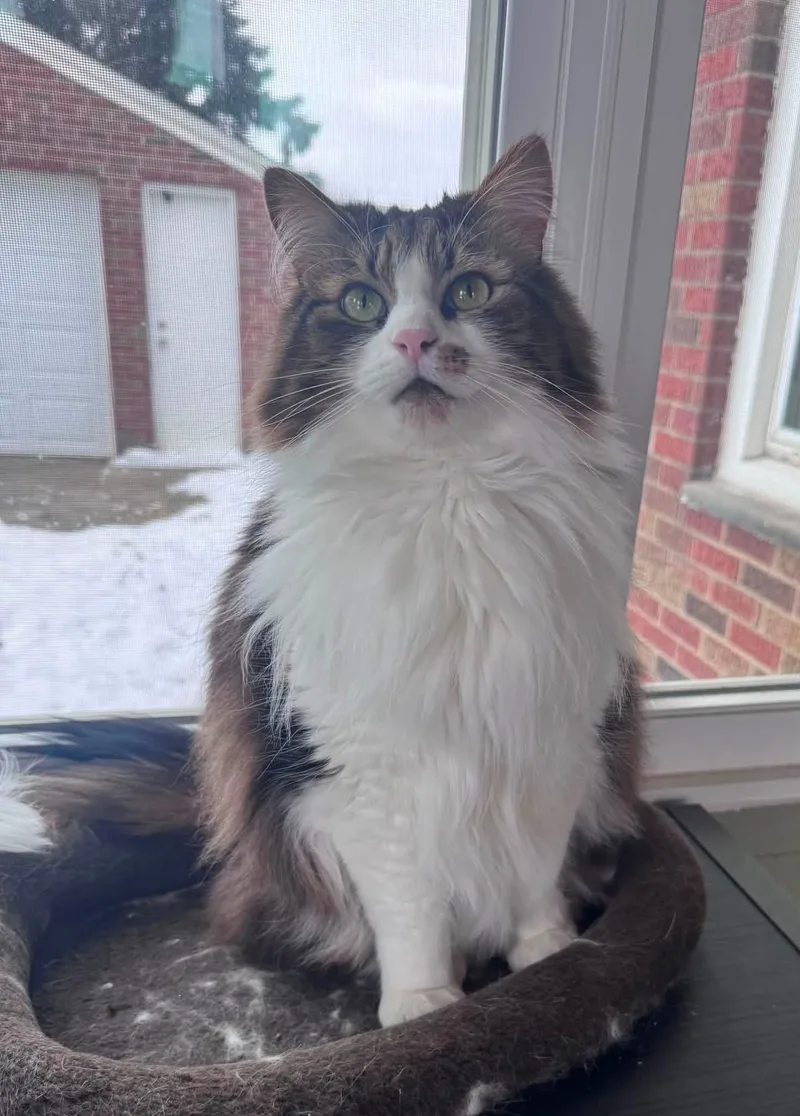 An adult medium-sized male Gray & White Ragdoll cat named Gus for adoption in Atwater, OH