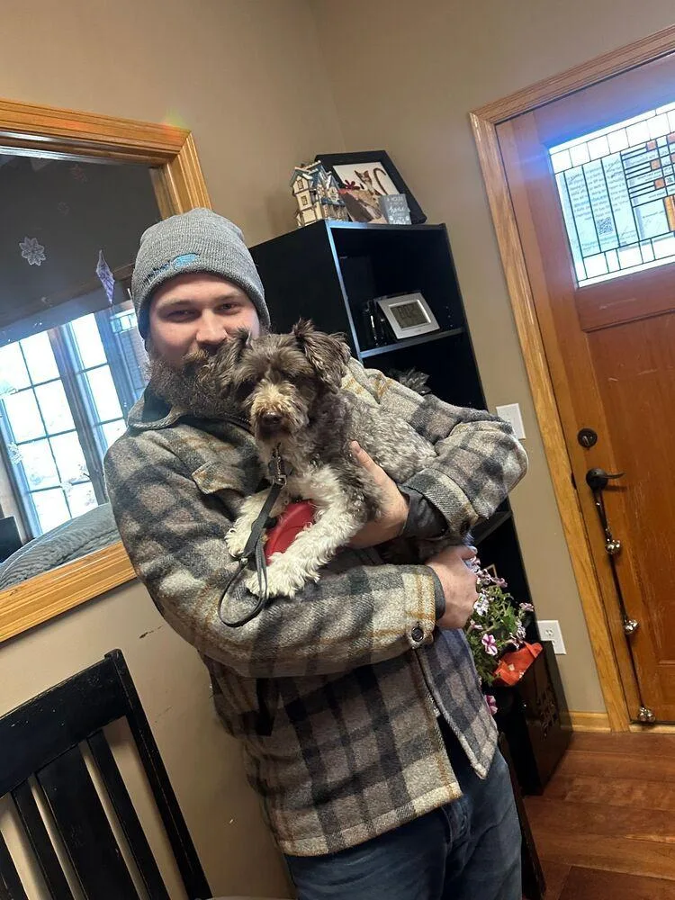 A young small-sized male Schnauzer dog named Redford for adoption in Anoka, MN