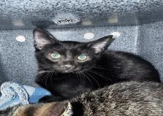 A baby small-sized male Domestic Short Hair cat named Legion for adoption in Largo, FL