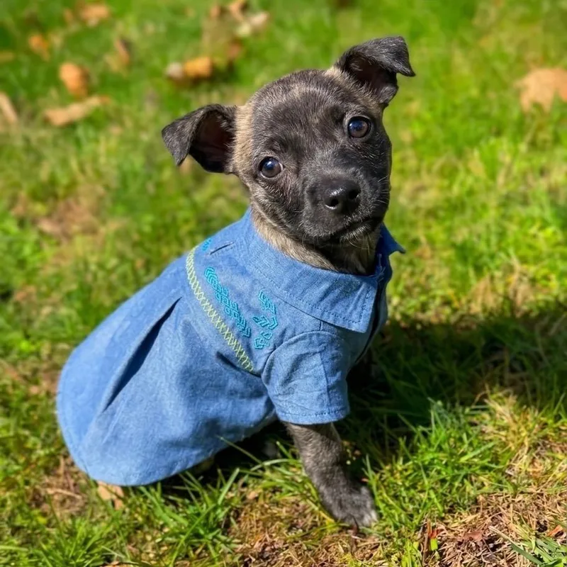 Tagalong thumbnail 2