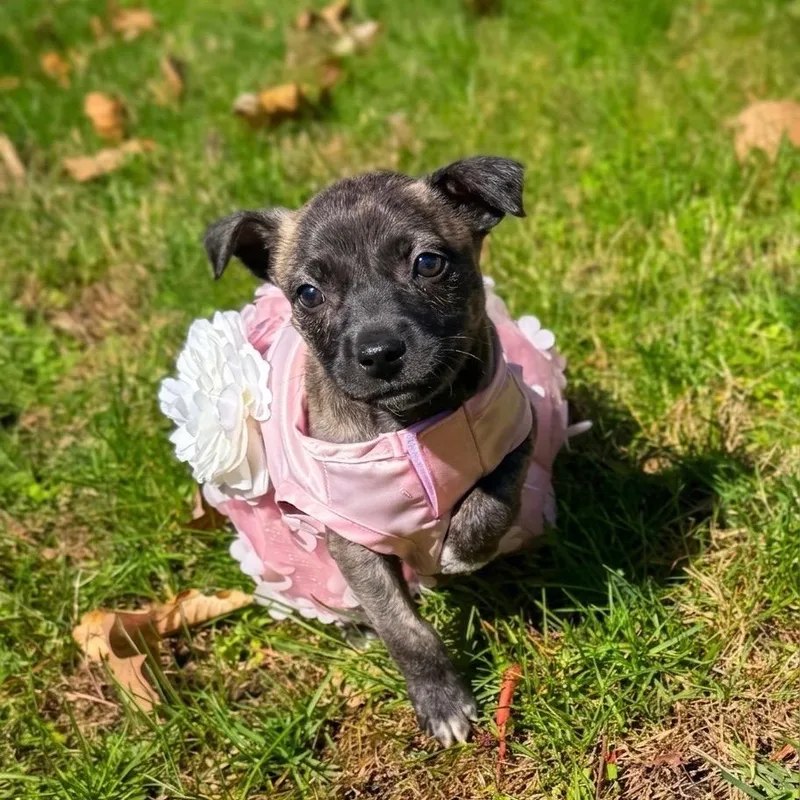 Tagalong thumbnail 3