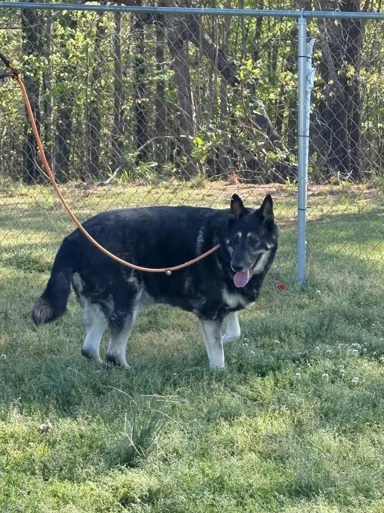 A senior medium-sized male Shepherd dog named 2026-04-028 for adoption in Winder, GA