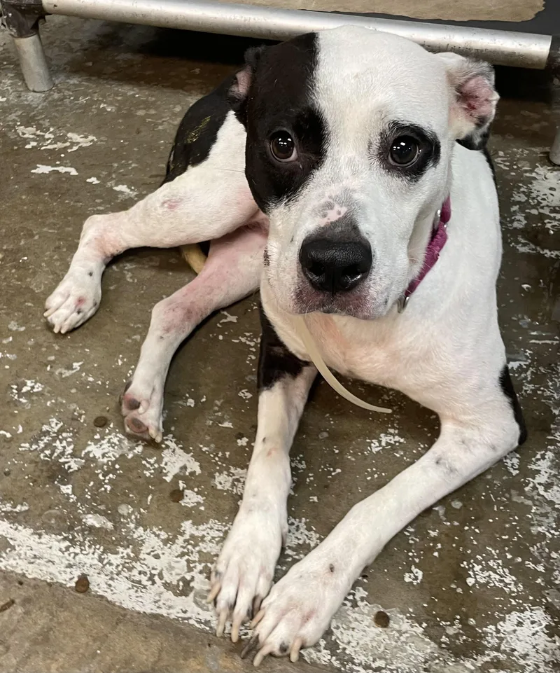 An adult medium-sized female American Staffordshire Terrier dog named Yale HOLD for adoption in Canton, OH