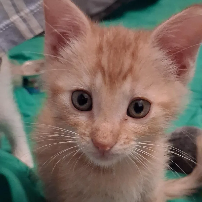 A baby small-sized male Domestic Short Hair cat named Osiris for adoption in Indianapolis, IN