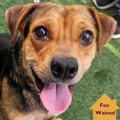 A young medium-sized female Mixed Breed dog named Millie for adoption in Pleasanton, CA