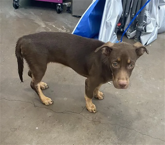 A baby large-sized female Mixed Breed dog named Coco for adoption in Dallas, TX