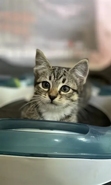 A baby medium-sized female Domestic Short Hair cat named Jane for adoption in Brewster, MA