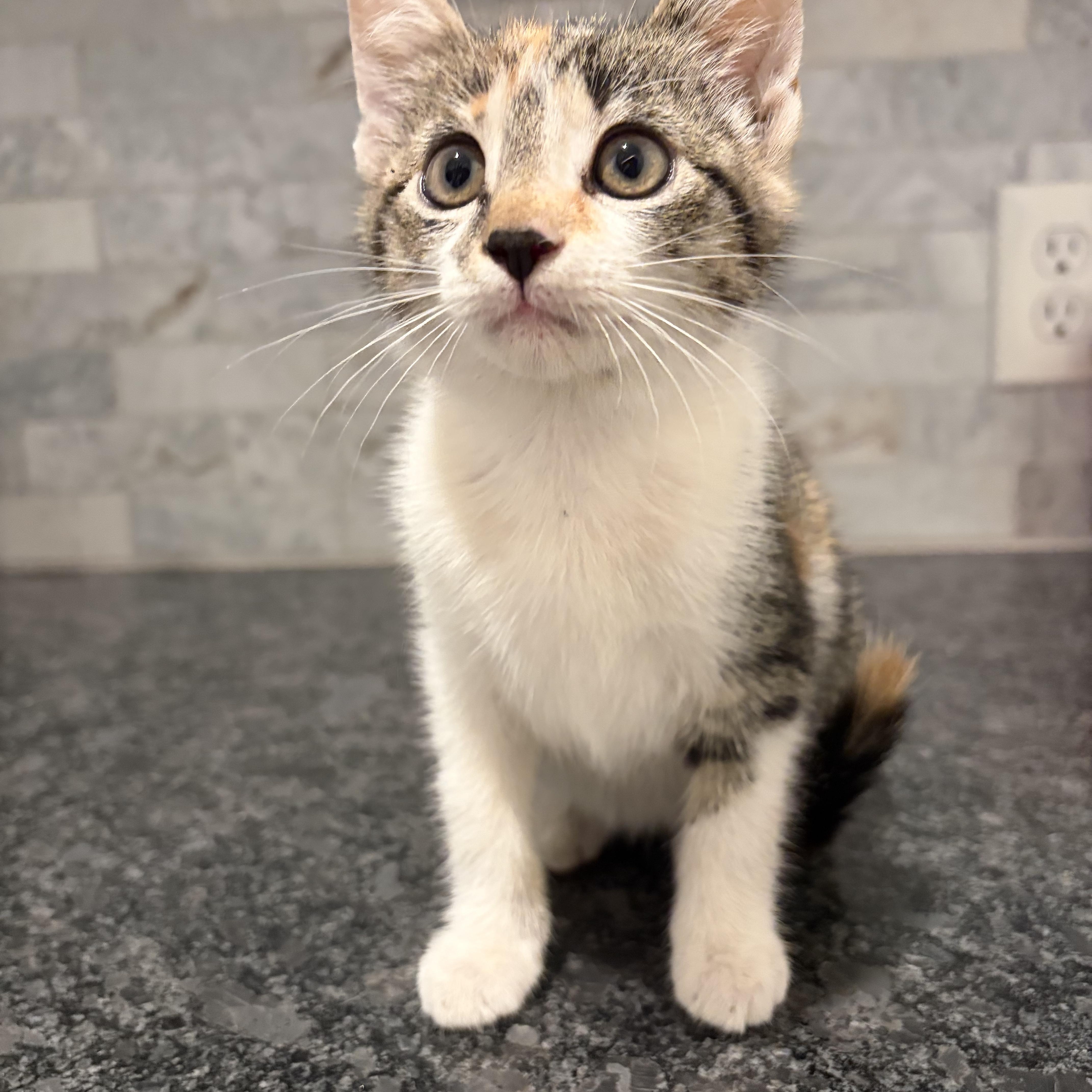 A baby small-sized female Calico cat named Microwave for adoption in Pearland, TX