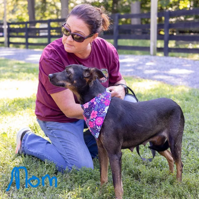 A baby medium-sized female Shepherd dog named Pia for adoption in West Grove, PA