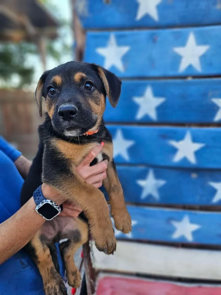 A baby large-sized male Brown / Chocolate German Shepherd Dog dog named Grover for adoption in Pleasant Hill, CA