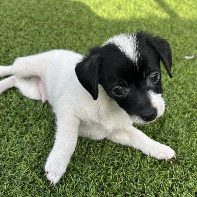 A baby medium-sized male Black Mixed Breed dog named Alvin for adoption in Jupiter, FL