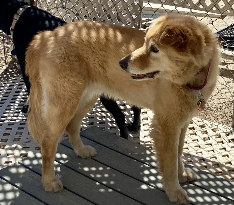 A senior medium-sized female Mixed Breed dog named Madison for adoption in Carson City, NV