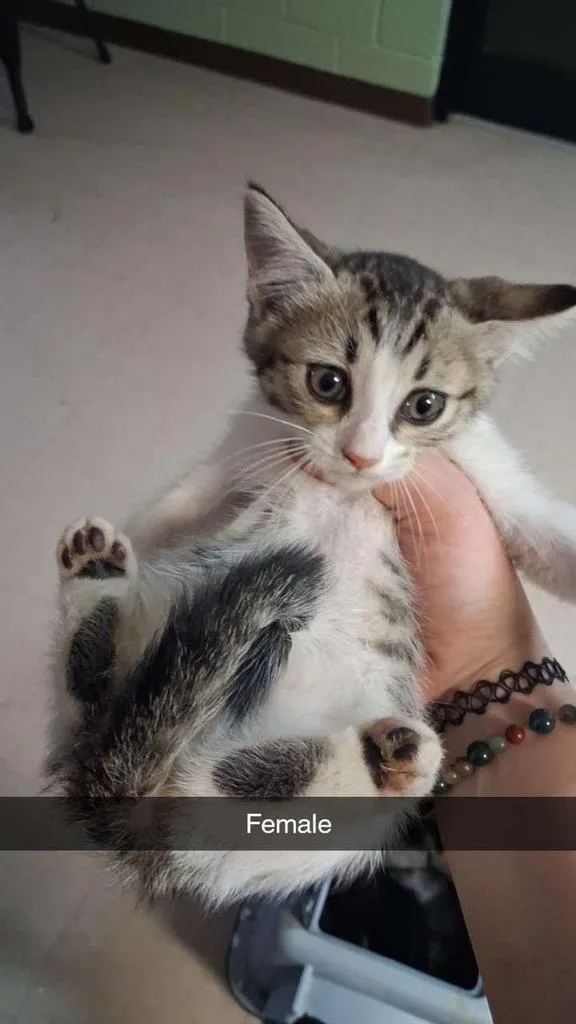 A baby small-sized female Domestic Short Hair cat named Pipsqueak for adoption in Burnsville, NC