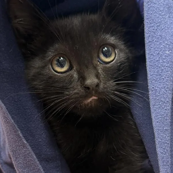 A baby small-sized male Domestic Short Hair cat named Peeta for adoption in Escondido, CA