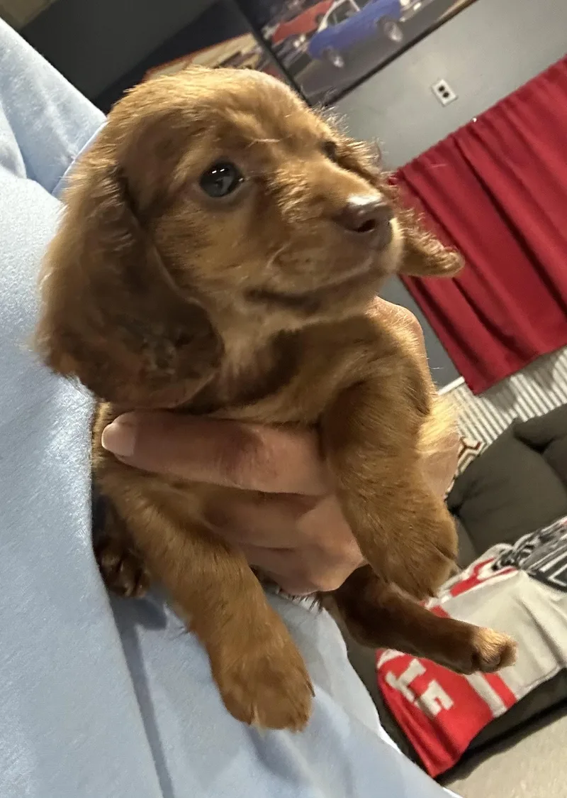 A baby small-sized female Red / Chestnut / Orange Miniature Dachshund dog named Peggy. lbs and for adoption in Antwerp, OH