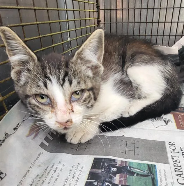 A baby small-sized male Domestic Short Hair cat named Chevy for adoption in San Antonio, TX