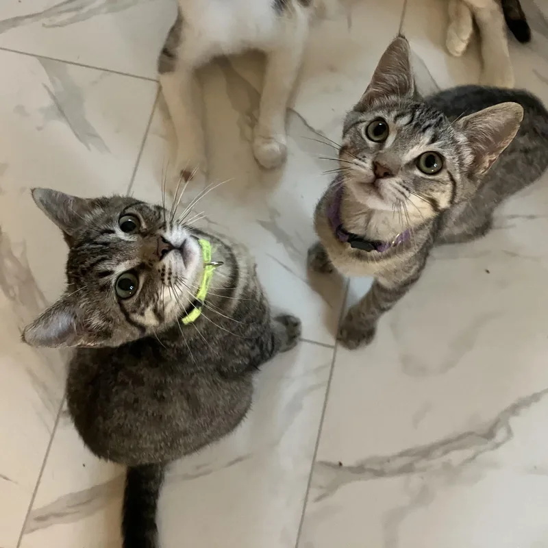 A baby medium-sized male Tabby (Gray / Blue / Silver) Domestic Short Hair cat named Skittles for adoption in Unionville, MO