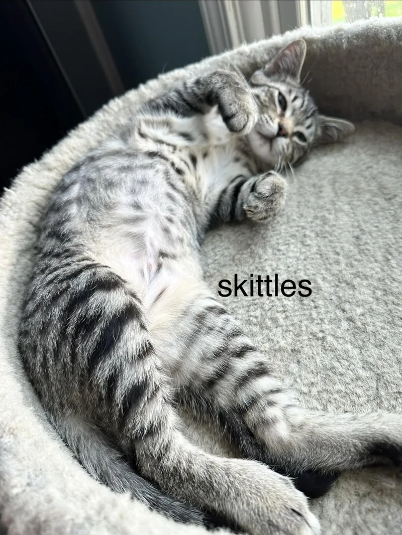 Skittles thumbnail 3