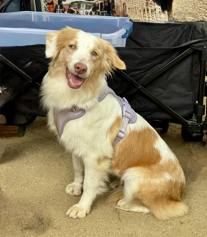 A baby medium-sized female Red / Chestnut / Orange Australian Shepherd dog named Iris for adoption in Los Angeles, CA
