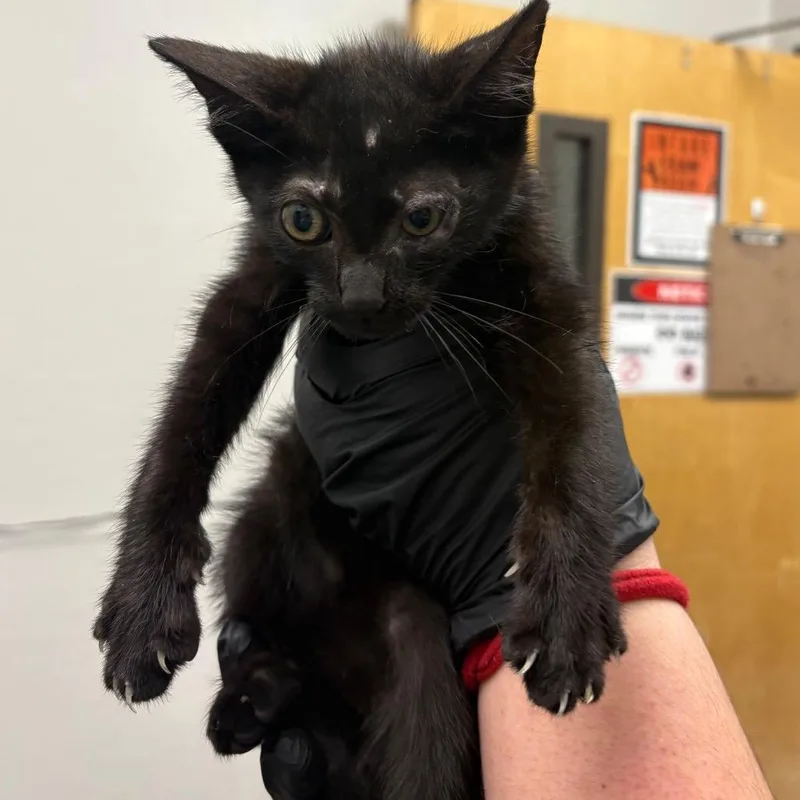 A baby small-sized male Black Domestic Short Hair cat named Hyundai Holidays for adoption in Columbiana, AL