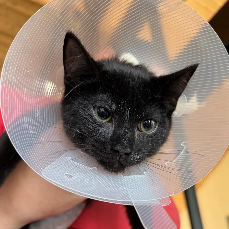 A baby small-sized female Black Domestic Short Hair cat named Gwen for adoption in Leander, TX