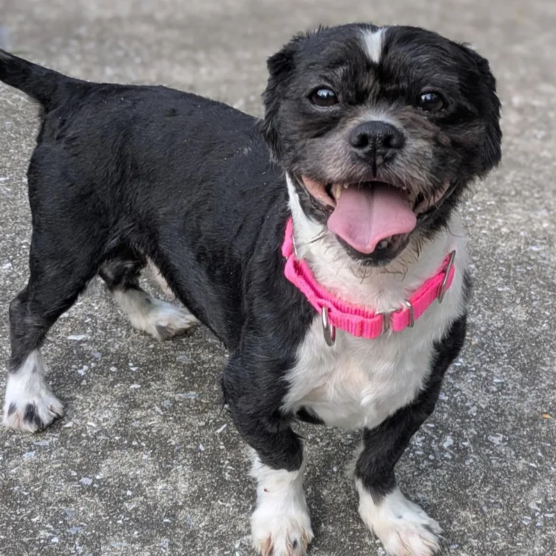 An adult small-sized male Black Shih Tzu dog named Asher for adoption in Baltimore, MD
