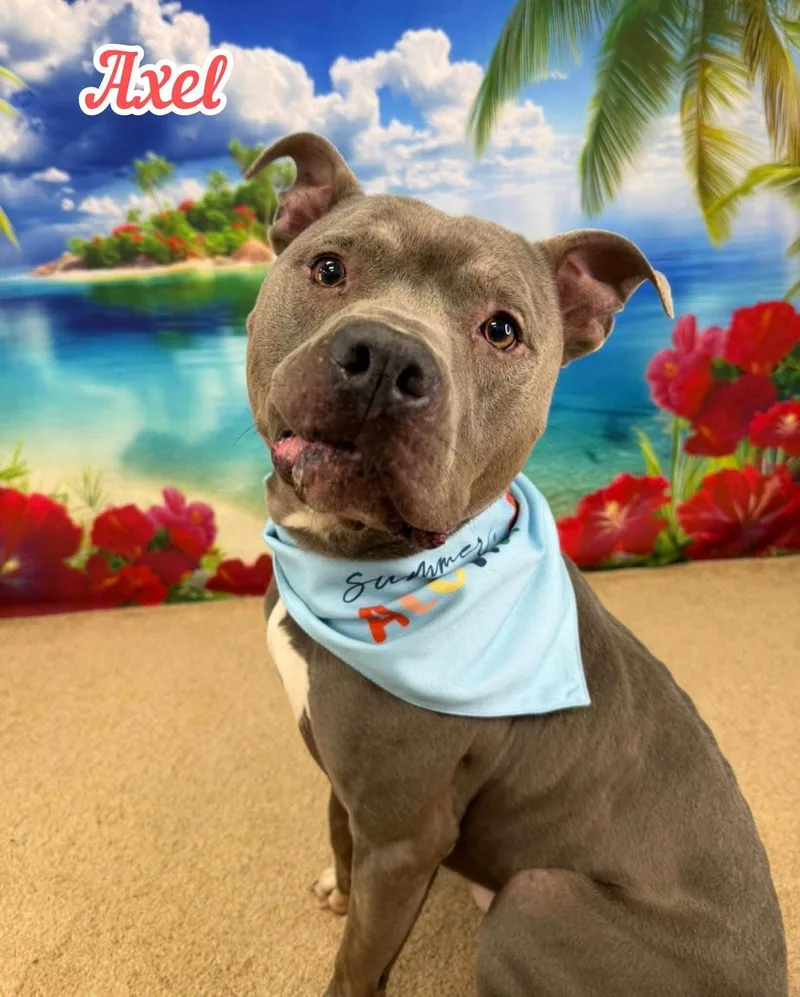 An adult medium-sized male Gray / Blue / Silver Mixed Breed dog named Axel for adoption in Flint, MI