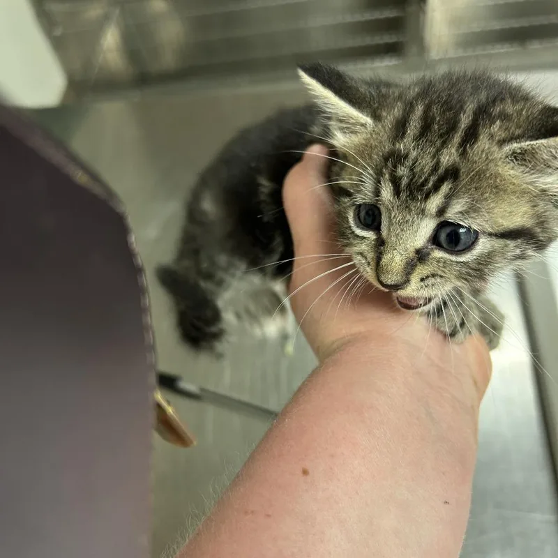 A baby small-sized female Brown / Chocolate Domestic Short Hair cat named Lilo for adoption in Ottawa, KS