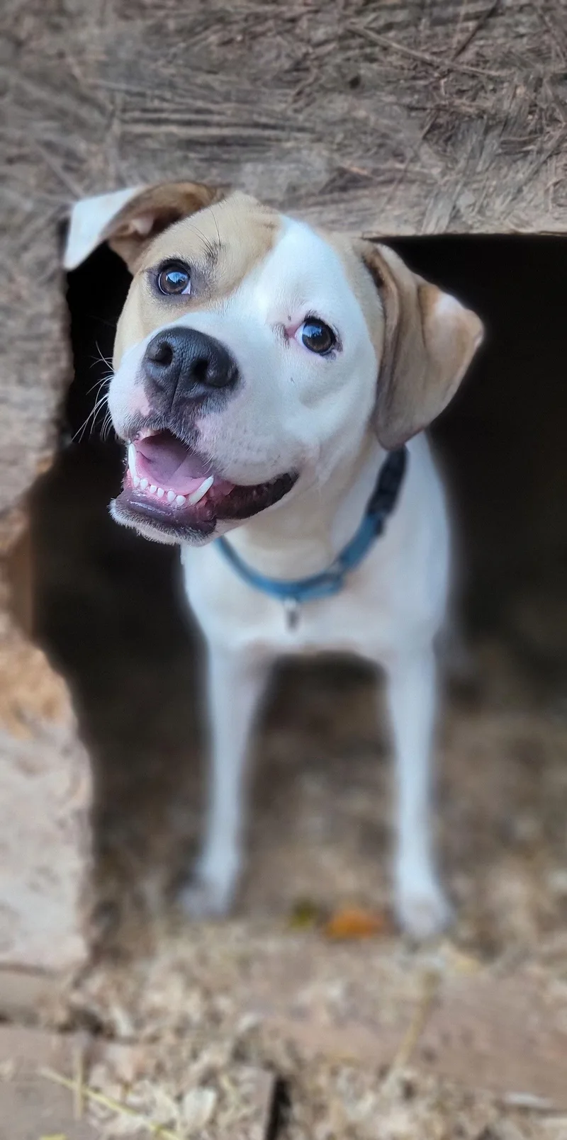 A young medium-sized male American Staffordshire Terrier dog named Buster for adoption in Arlington, VA