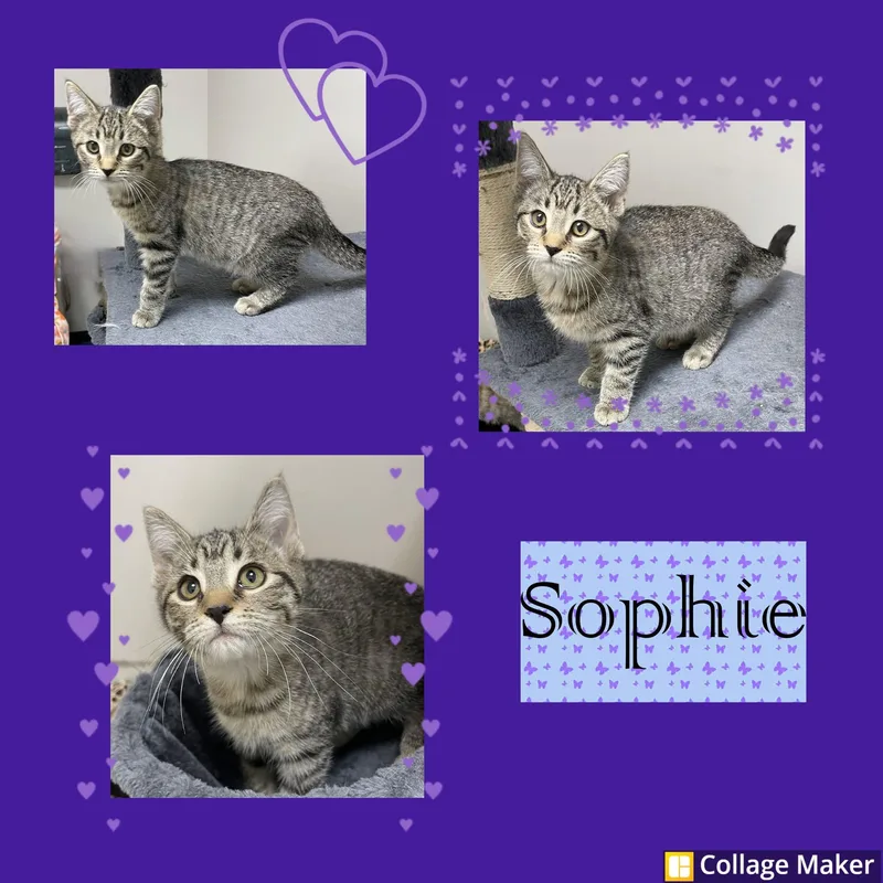 A young medium-sized female Domestic Short Hair cat named Sophie for adoption in Clearfield, PA