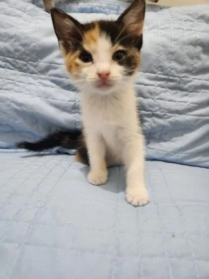 A baby medium-sized female Domestic Short Hair cat named Amelia Mae Stephens for adoption in Savannah, GA