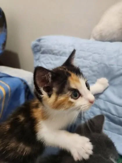Amelia Mae Stephens thumbnail 2