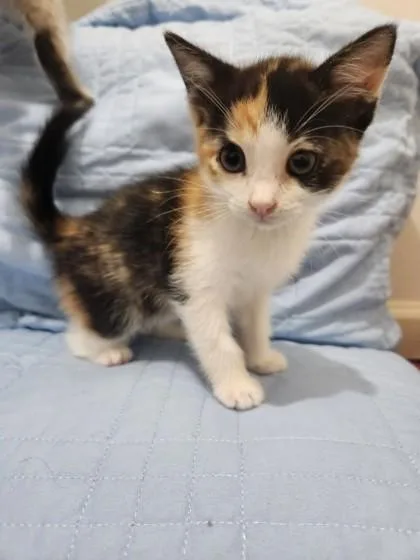 Amelia Mae Stephens thumbnail 3