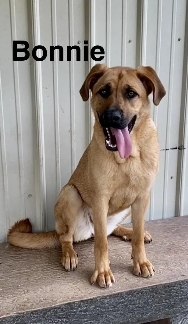 A young large-sized female Golden Mastiff dog named Bonnie for adoption in Pomeroy, OH