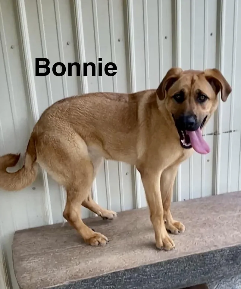 Bonnie thumbnail 3