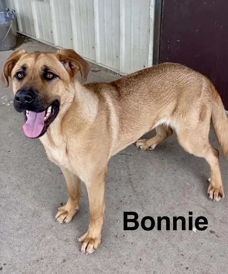 Bonnie thumbnail 4