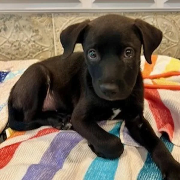 A baby medium-sized female Labrador Retriever dog named Bean for adoption in Sioux City, IA