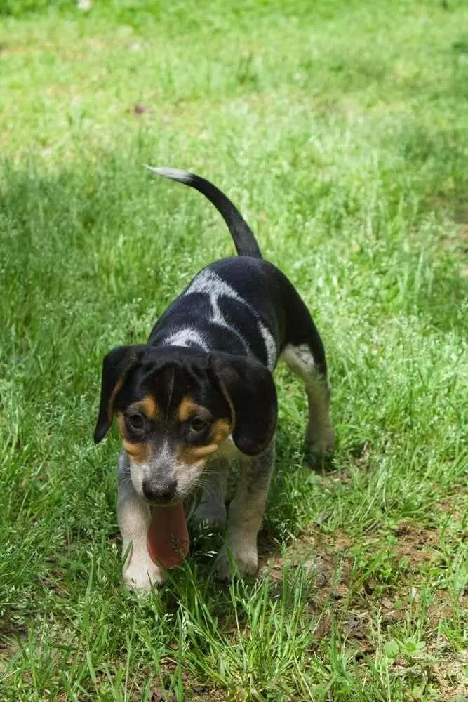 A baby medium-sized male Tricolor (Brown, Black, & White) Beagle dog named Pongo for adoption in Woodbridge, VA